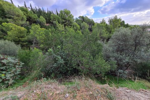 Land plot for sale Portals Nous, Mallorca, Spain 1356 sq.m. No. 128158 - photo 5
