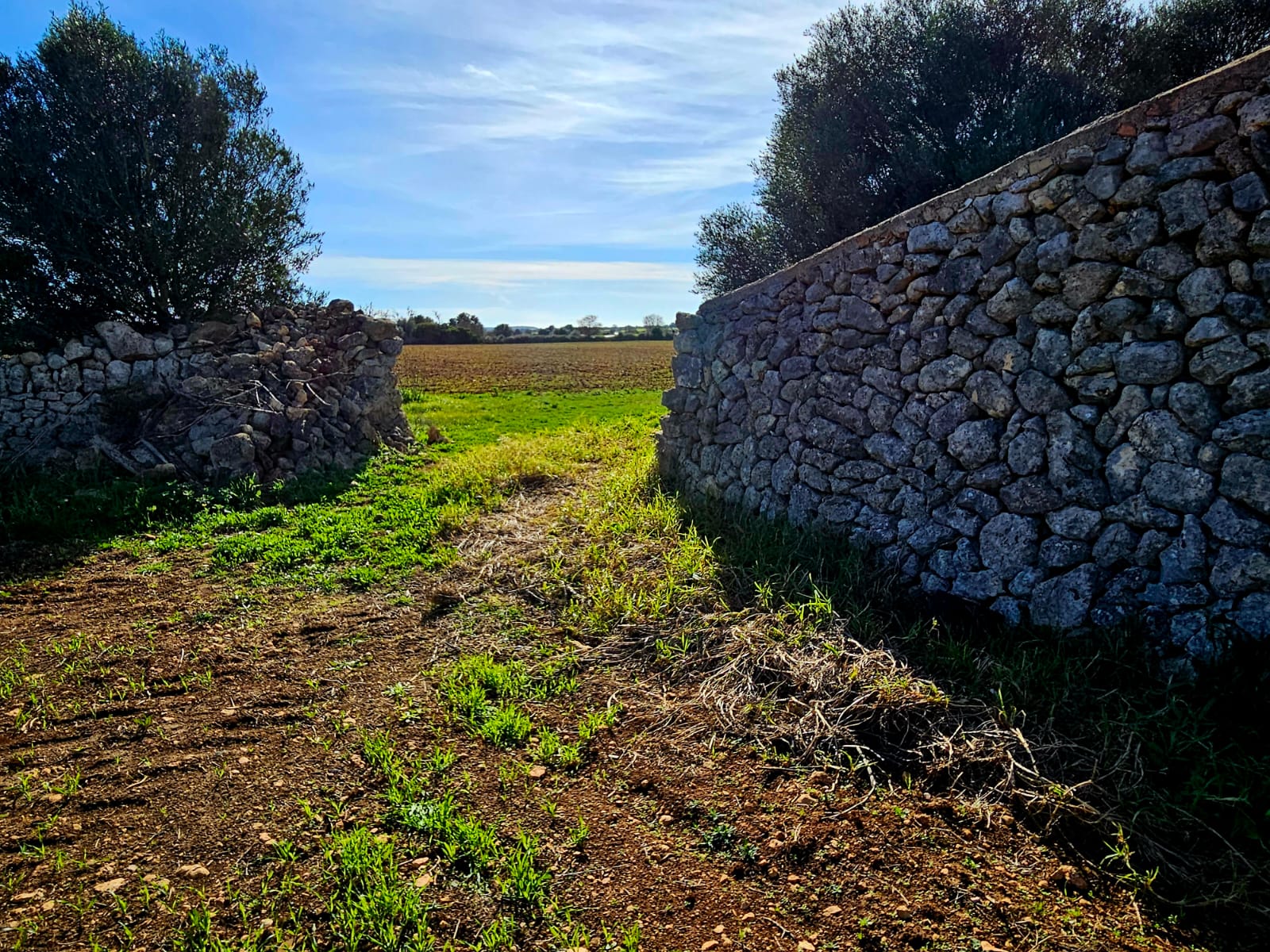 Terreno a Manacor, Mallorca, Spagna 33693 mq. N° 129229