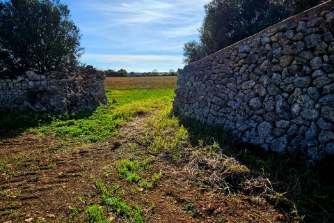 Tomt till salu Manacor, Mallorca, Spanien 33693 kvm. Nr. 129229 - foto 8