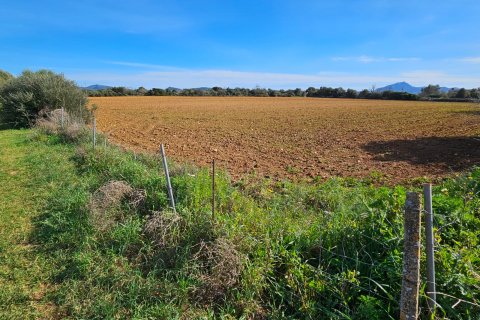 Tomt till salu Manacor, Mallorca, Spanien 33693 kvm. Nr. 129229 - foto 5