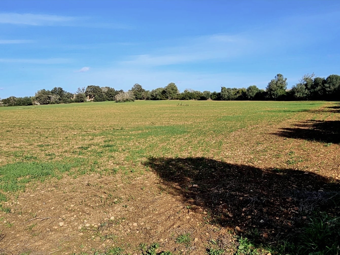 Terreno a Manacor, Mallorca, Spagna 33693 mq. N° 129229