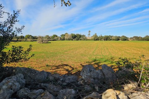 Tomt till salu Manacor, Mallorca, Spanien 33693 kvm. Nr. 129229 - foto 4