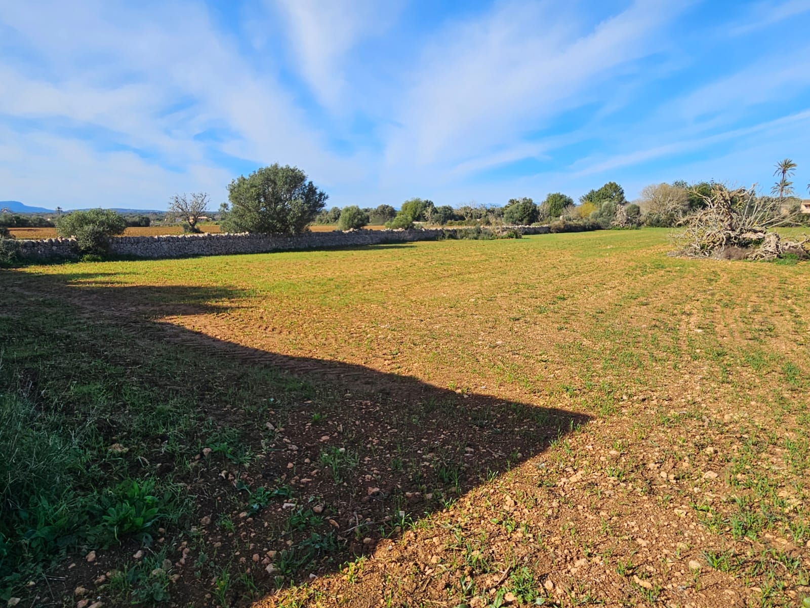 Terreno a Manacor, Mallorca, Spagna 33693 mq. N° 129229
