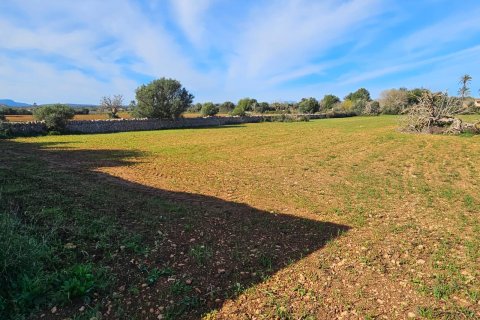 Tomt till salu Manacor, Mallorca, Spanien 33693 kvm. Nr. 129229 - foto 3