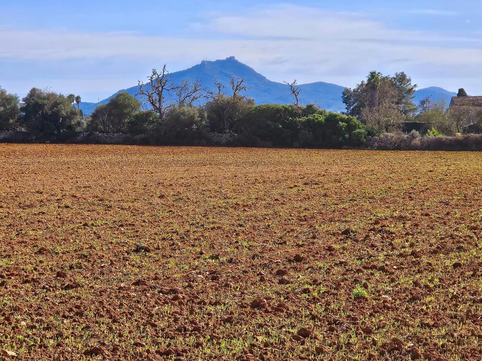 Terreno a Manacor, Mallorca, Spagna 33693 mq. N° 129229