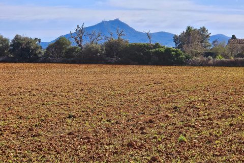 Tomt till salu Manacor, Mallorca, Spanien 33693 kvm. Nr. 129229 - foto 10