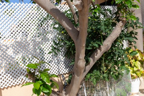 Kaupunkipientalo myytävänä La Zenia, Alicante, Espanja, 3 makuuhuonetta, 80 m2 No. 126988 - kuva 3