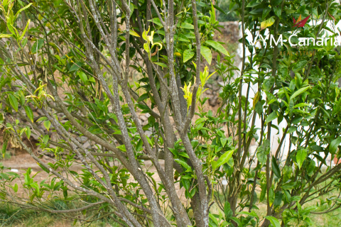 Willa La Orotava, Tenerife, Hiszpania 5 sypialni, 266 mkw. nr 130538 – zdjęcie 11