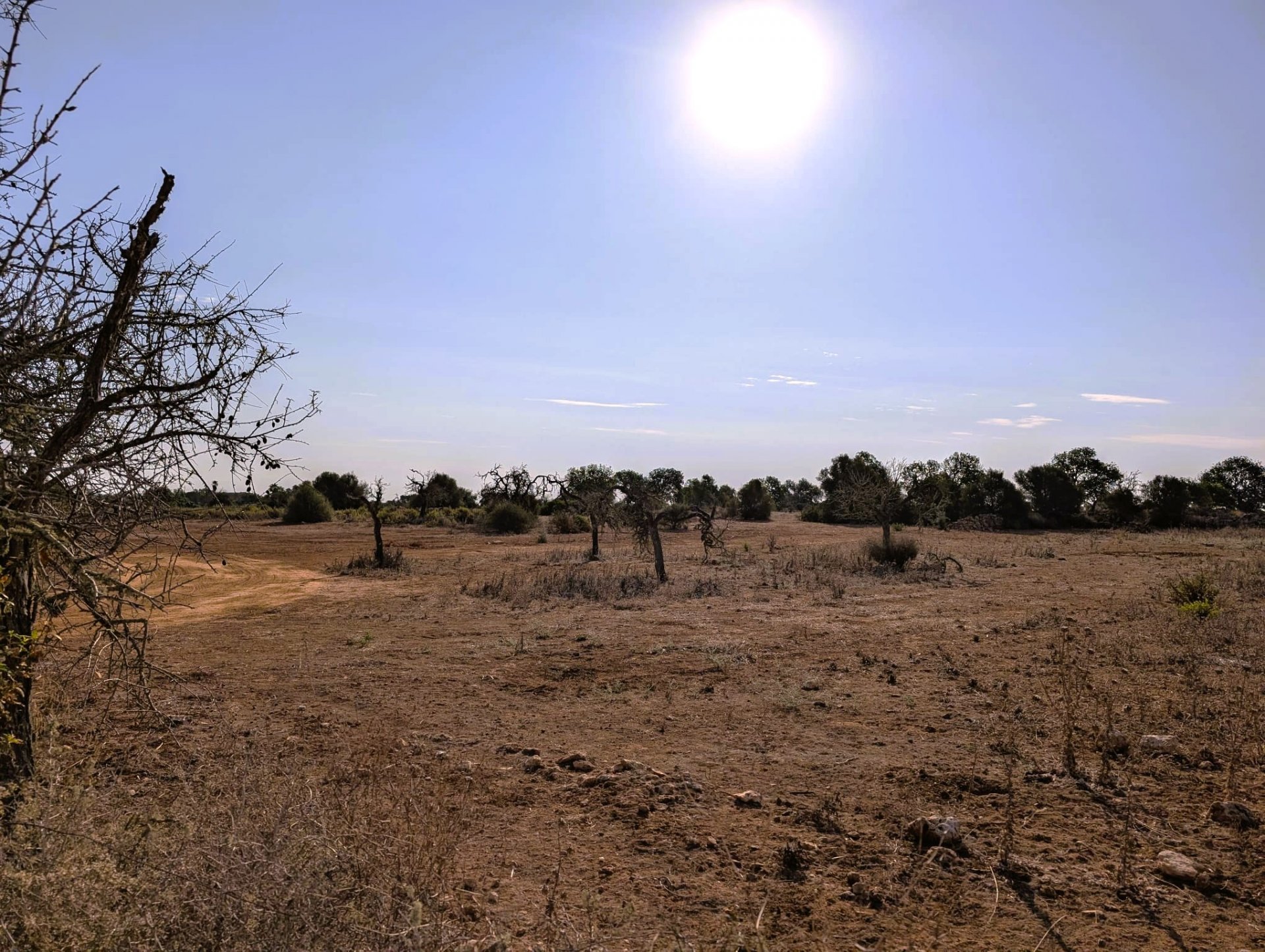 Terreno a Santanyi, Mallorca, Spagna 14557 mq. N° 131032