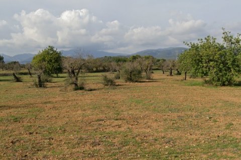 Zemes gabals pārdošanā Llucmajor, Mallorca, Spānijā 14878 m2 Nr. 128252 - attēls 1