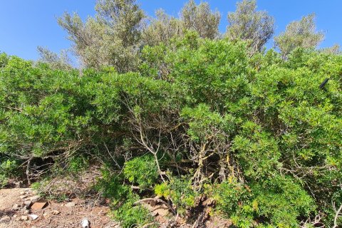 Land plot for sale S'estanyol, Mallorca, Spain 402 sq.m. No. 128261 - photo 6